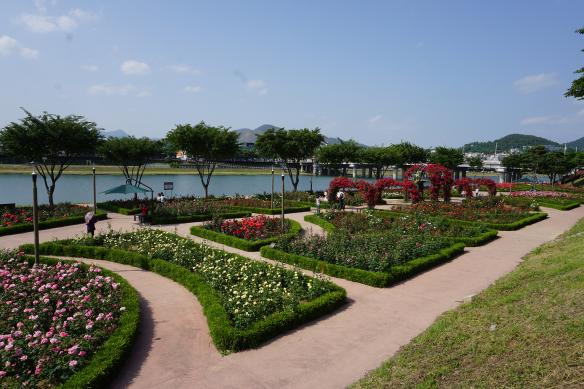 밀양 밀양강 둔치 장미원 썸네일