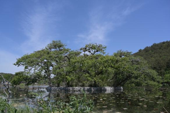 무안군 백로와 왜가리 58 썸네일