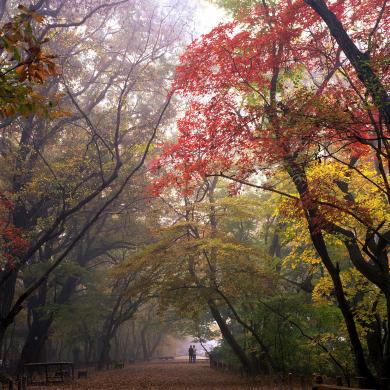 함양 상림의 사계 썸네일