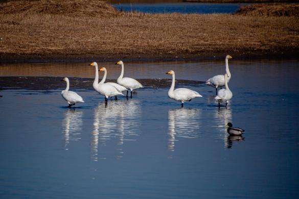 부산광역시 사하구 을숙도 고니2 썸네일