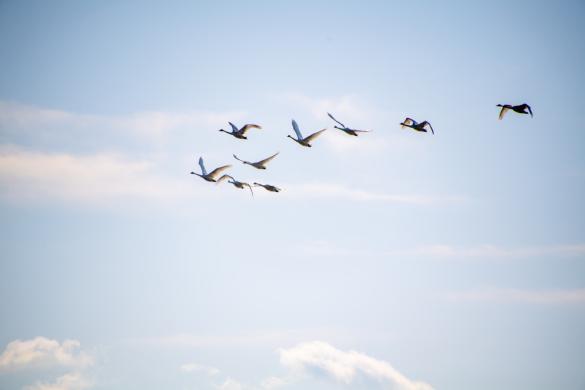 부산광역시 사하구 을숙도 고니3 썸네일