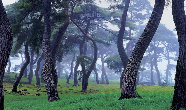 밀양 기회송림 썸네일