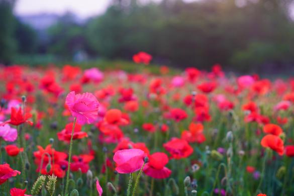 여주 금은모래강변 썸네일