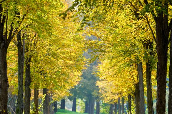 여주 금은모래강변 썸네일