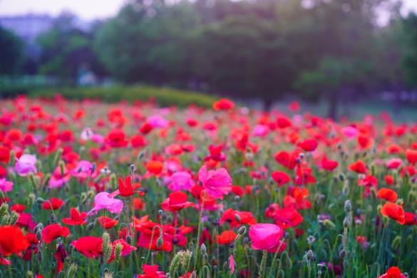여주 금은모래강변 썸네일