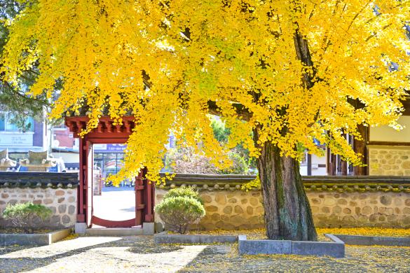 여주 대로사 가을 썸네일