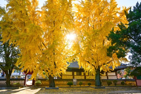 여주 대로사 가을 썸네일