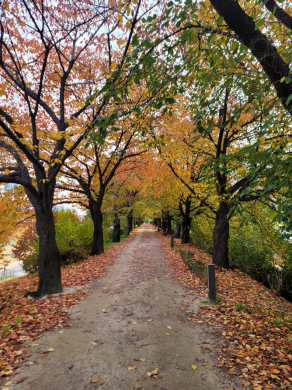 가을 안양천 썸네일