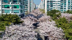 남천동 벚꽃축제 썸네일