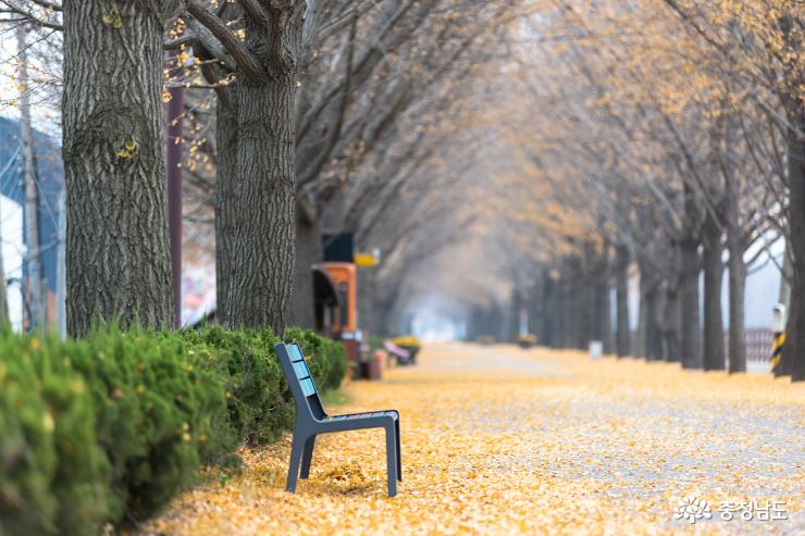 [사진] 제4유형, 아산 은행나무길의 가을 끝자락, 2017-11-22