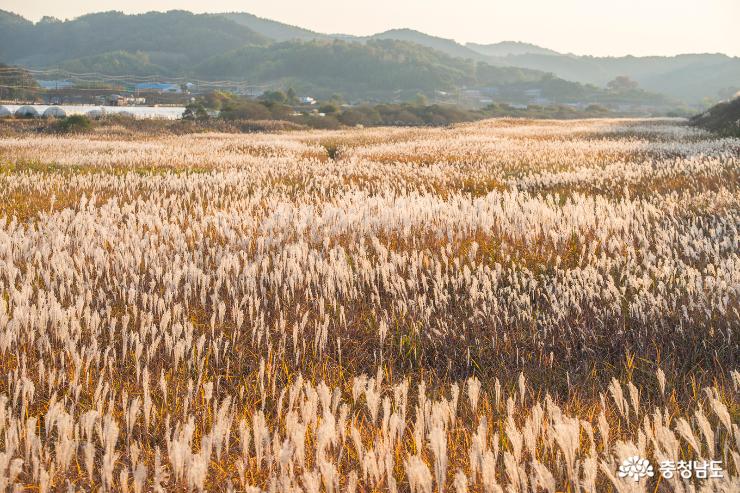 [어문] 제4유형, 숨겨진 억새명소, 장암 송죽 억새길, 2018-11-15