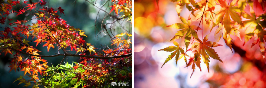 공공누리사이트에서 검색한 무료 가을단풍 사진
