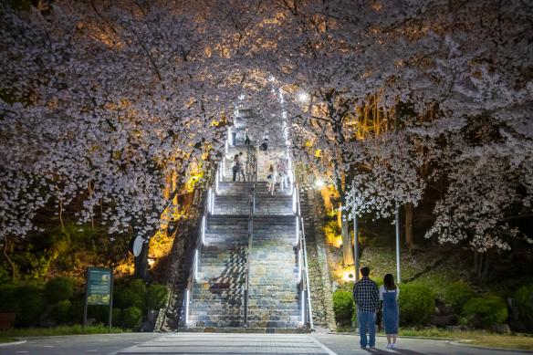 침산공원 벚꽃터널 썸네일